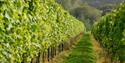 Vines at Albourne Winery, West Sussex