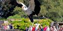 Hawk Conservancy Trust