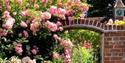 Beautiful Roses at Pashley Manor Gardens, East Sussex