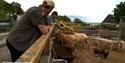 Goats at Permaculture Island, Isle of Wight Biosphere Festival, learning, family activities, art, nature, island wide, local events, what's on