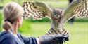 Birds of Prey Falconry at Leeds Castle