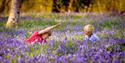 Bluebell season at Wakehurst