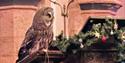 Isle of Wight, Christmas Tree festival, Brighstone, Owl at Mottistone