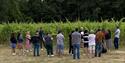 Oaken Grove Vineyard