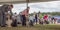 Windsor Championship Dog Show judging. Image courtesy ShowdogMedia: www.showdogmedia.co.uk