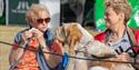 Windsor Championship Dog Show spectators and dog. Image courtesy ShowdogMedia: www.showdogmedia.co.uk