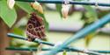 Image of a butterfly at Cumberland House Natural History Museum