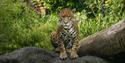 Hertfordshire Zoo