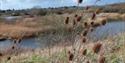 Dorney Wetlands Nature Reserve, Slough, Berkshire - credit Becca_zimbali