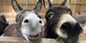 The Isle of Wight Donkey Sanctuary