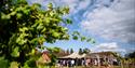 Oaken Grove Vineyard