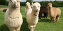 Hawkhurst's Alpacas