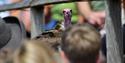 Hawk Conservancy Trust