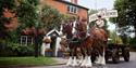 Hook Norton Brewery delivering ale by Shire horse