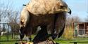 Eagle Heights Wildlife Foundation