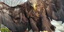 Eagle Heights Wildlife Foundation