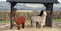 Eagle Heights Wildlife Foundation