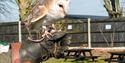 Eagle Heights Wildlife Foundation