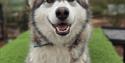 Eagle Heights Wildlife Foundation