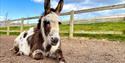 The Isle of Wight Donkey Sanctuary