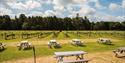 Oaken Grove Vineyard