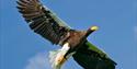 Hawk Conservancy Trust