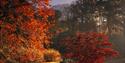 Sheffield Park National Trust - view of the lake and autumnal coloured trees