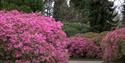 Sheffield Park National Trust - Rhododendron
