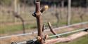 Oaken Grove Vineyard