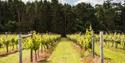 Oaken Grove Vineyard