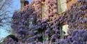 PASHLEY MANOR GARDENS wisteria by Kate Wilson, East Sussex