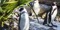 Birdworld