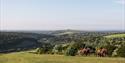 Horse Riding at Queen Elizabeth Country Park