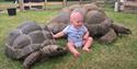 Tortoises and baby at the Royal Isle of Wight County Show  2023 - What's On, events
