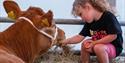 Cow and girl at the Royal Isle of Wight County Show  2023 - What's On, events
