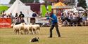 Sheep show at the Royal Isle of Wight County Show  2023 - What's On, events