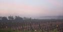 Ridgeview  Wine Estate