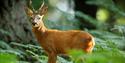 Red Deer - Burley Deer