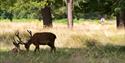 Deer in Richmond upon Thames