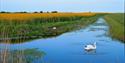 Romney Marsh