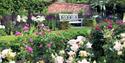 Roses in bloom at Pashley Manor Gardens