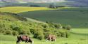 Stanmer Park towards the Downs