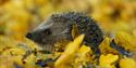 British Wildlife Centre