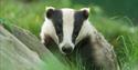 British Wildlife Centre