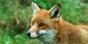 British Wildlife Centre