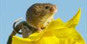 British Wildlife Centre