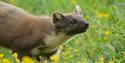 British Wildlife Centre