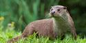 British Wildlife Centre