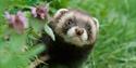 British Wildlife Centre