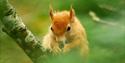 British Wildlife Centre